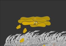 Neuer Mechanismus: Peptide helfen beim Schutz der Lunge vor Krankheitskeimen