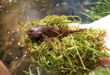 Für mehr Artenvielfalt im Kaltenbächel – LIFE-Projekt setzt Maßnahmen an Seitengewässer der Wieslauter im Wasgau um