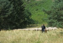 Süddeutsche Wander- und Hüteschäferei ist Immaterielles Kulturerbe der UNESCO