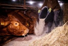 Einbußen für Arbeitnehmer in der Kaiserslauterer Agrar-Branche