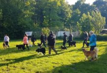 Hundesportabteilung der SG Eintracht ruft zum Crowdfunding auf