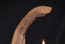 Holzkünstler zeigt Ausstellung in Johanniskreuz – Alte Eiche zu neuem Leben erweckt