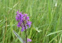 Orchideen im Pfälzerwald haben April-Trockenheit gut überstanden