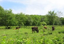 Mosaikartige Landschaft bietet vielen Arten Lebensraum