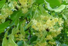 Grüne Praxis Doktor Wald: Aktionstipp – Bäume und Sträucher in der traditionellen Volksmedizin wiederentdecken