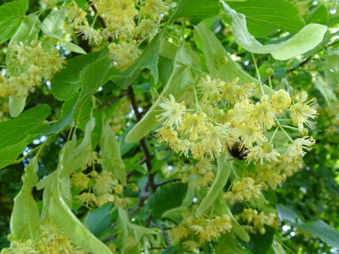 Lindenbluetenduft_1_Foto_Landesforsten-Michael_Leschnig_frei_fuer_Presse