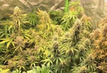 Indoor-Plantage unterm Dach