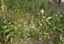 Insektenvielfalt gefördert