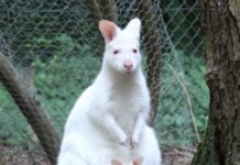 Das Albino-Känguru-Baby aus dem Siegelbacher Zoo wird vermisst