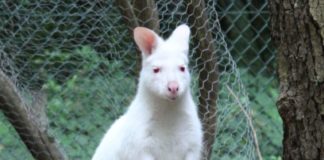 Känguru-Baby Mila: Ermittlungen abgeschlossen