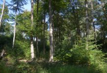 Windradstandorte im Otterberger Wald besucht