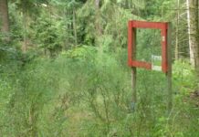 Waldbilder – Auf Spurensuche rund um den Steinberg mit Biosphärenguide Susanne Lorenz