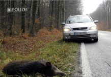 Aktuell viele Wildunfälle