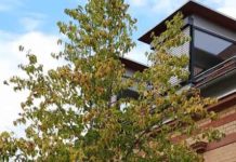 Otterberg: Grüne gießen Stadtbäume