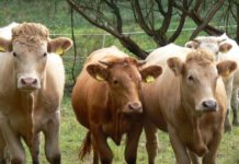 Kulinarische Glanrindertage – Alte pfälzische Hausrinderrasse im Mittelpunkt der Aktion des Biosphärenreservats