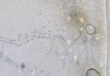 Kosmos Natur – Gespräch über Julia Steiner im mpk