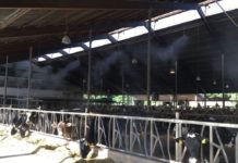 Hitzestress bei Kühen – Hofgut Neumühle rät zu Maßnahmen, die das Tierwohl verbessern