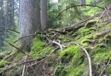 Urwald – Wo? Eine Exkursion zu einer Kernzone des Biosphärenreservats