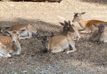 Wiederaufnahme von Führungen im Wildpark