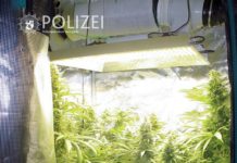 Illegal Cannabis angebaut