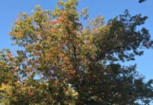 Anhaltende Trockenheit setzt Stadtbäumen zu – Stadtbildpflege appelliert an die Bevölkerung