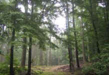 Kranzeichen: Umweltausschuss beschließt Fällung einer Eiche