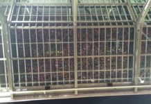 Zuschauer im Fritz-Walter-Stadion wieder zugelassen