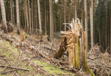 Pfälzer Forstleute zeigen ihr „Grünes Herz“
