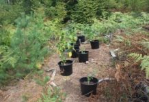 Cannabis-Plantage bei Dansenberg entdeckt – Zeugen gesucht!