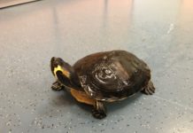 Wasserschildkröte auf dem Trockenen – Tierhalter gesucht!