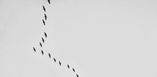 Konzert und Kurzführung – „Kunststück“ zu „de natura“ im mpk