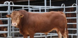 Erster Bullentag im Hofgut Neumühle sehr erfolgreich