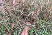 Wer kann Hinweise zur Herkunft der Boa Constrictor geben?