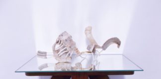 Wunderdinge und Seltsames – Ausstellung „Mirabilia“ in der Pfalzbibliothek Kaiserslautern