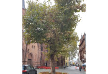 Brabanter Silberlinde wird gefällte Platane ersetzen