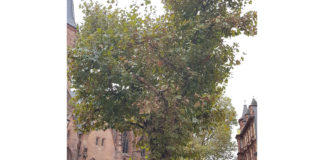 „Bank für Alle“ wird erst im Neuen Jahr aufgebaut