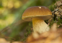 Ab in die Pilze! Wanderungen um Johanniskreuz