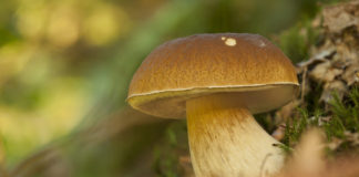 Ab in die Pilze! Wanderungen um Johanniskreuz