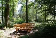 Zum Schutz der natürlichen Nacht im Pfälzerwald