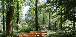 Zum Schutz der natürlichen Nacht im Pfälzerwald