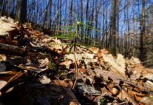 Touren mit Biosphären-Guides im Oktober zum Thema Urwald sowie Klimawandel und Wald