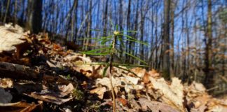 Touren mit Biosphären-Guides im Oktober zum Thema Urwald sowie Klimawandel und Wald