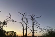 Alarmstufe Rot! Unser aller Wald braucht Ihre Hilfe! Werden Sie jetzt Klimaaktivist*in