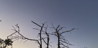 Alarmstufe Rot! Unser aller Wald braucht Ihre Hilfe! Werden Sie jetzt Klimaaktivist*in