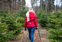 Weihnachtsbäume aus der Pfalz – Verkauf ab Anfang Dezember