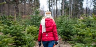 Weihnachtsbäume aus der Pfalz – Verkauf ab Anfang Dezember