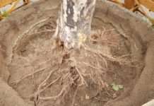 Platane vor der Adlerapotheke muss gefällt werden