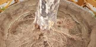 Platane vor der Adlerapotheke muss gefällt werden