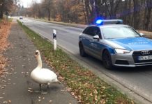 Schwan hält Polizei auf Trab