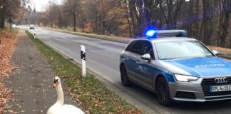 Schwan hält Polizei auf Trab
